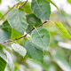 Betula utilis jacquemontii 8-10 cm wortelgoed geveerd