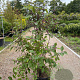 Callicarpa bod. 'Profusion' 150-175 cm 25L