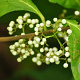 Callicarpa jap. 'Leucocarpa' 125-150 cm met kluit struik