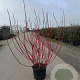 Cornus alba 'Sibirica' 150-175 cm 20L