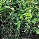 Cornus mas 125-150 cm met kluit struik
