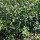 Cornus mas 125-150 cm met kluit struik