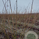 Corylus m. 'Purpurea' 125-150 cm met kluit struik