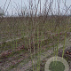 Euonymus europaeus 150-175 cm met kluit struik 50