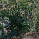 Forsythia int. 'Spectabilis' 125-150 cm met kluit struik