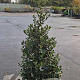 Ilex aquifolium 125-150 cm met kluit