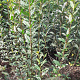 Ligustrum vulgare 125-150 cm met kluit struik