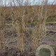 Lonicera xylosteum 175-200 cm met kluit struik meerstammig