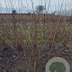 Philadelphus 'Virginal' 175-200 cm met kluit struik meerstammig