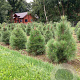 Pinus nigra nigra 100-125 cm draadkluit
