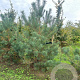 Pinus sylvestris 300-350 cm draadkluit