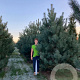 Pinus sylvestris 350-400 cm draadkluit