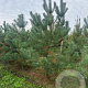 Pinus sylvestris 350-400 cm draadkluit