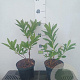 Rhododendron (AM) 'Fr.van der Bom' 20-30 cm 2,0L