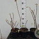 Rhododendron (AM) 'Marconi' 20-30 cm 2,0L