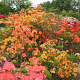 Rhododendron (AZ) mol.(z.) gemengd 20-30 cm 2,0L