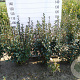 Ribes alpinum 'Schmidt' 80-100 cm met kluit struik