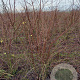 Spiraea vanhouttei 125-150 cm met kluit struik