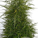 Tsuga canadensis 175-200 cm draadkluit