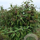 Viburnum rhytidophyllum 125-150 cm met kluit struik