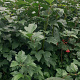 Viburnum opulus 125-150 cm met kluit struik