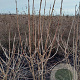 Viburnum opulus 150-175 cm met kluit struik 50