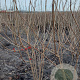 Viburnum opulus 175-200 cm met kluit struik meerstammig