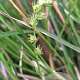 Carex divulsa GM P9