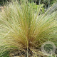 Poa cita GM C1.5