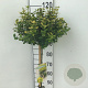 Euonymus fort. 'Emerald 'n' Gold' 90 cm stam 7,5L