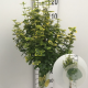 Euonymus fort. 'Emerald 'n' Gold' 90 cm stam 7,5L