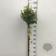 Euonymus fort. 'Emerald 'n' Gold' 90 cm stam 7,5L