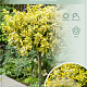Euonymus fort. 'Emerald 'n' Gold' 90 cm stam 7,5L