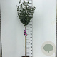Hibiscus syr. 'Ardens' 90 cm stam 7,5L