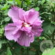 Hibiscus syr. 'Ardens' 90 cm stam 7,5L
