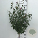 Hibiscus syr. 'Ardens' 90 cm stam 7,5L