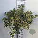 Ilex aq. 'Argentea Marginata' 90 cm stam 10L