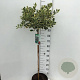 Ilex aq. 'Argentea Marginata' 90 cm stam 10L