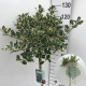 Ilex aq. 'Argentea Marginata' 90 cm stam 10L