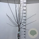 Malus toringo 'Freja' 90 cm stam 10L