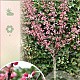 Malus toringo 'Freja' 90 cm stam 10L