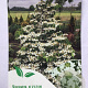 Viburnum plic. Kilimandjaro 50-65 cm 7,5L