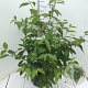Viburnum plic. Kilimandjaro 50-65 cm 7,5L