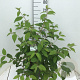 Viburnum plic. Kilimandjaro 50-65 cm 7,5L