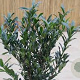 Prunus l. Otto Supreme 40-60 cm met kluit