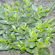Prunus l. 'Piranha' 40-60 cm met kluit