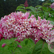 Syringa komarowii reflexa 80-100 cm met kluit