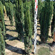 Taxus b. 'Fastigiata Robusta' 100-110 cm met kluit