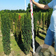 Taxus b. 'Fastigiata Robusta' 110-120 cm met kluit
