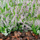 Calluna v. 'Angie' GM P10,5